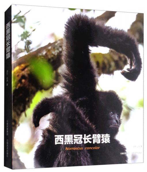 西黑冠長(zhǎng)臂猿