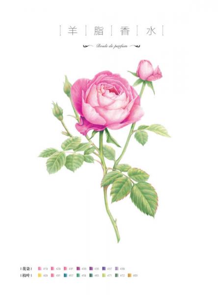 玫瑰绘 用色铅笔为爱表白