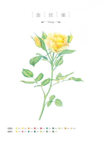 玫瑰绘 用色铅笔为爱表白