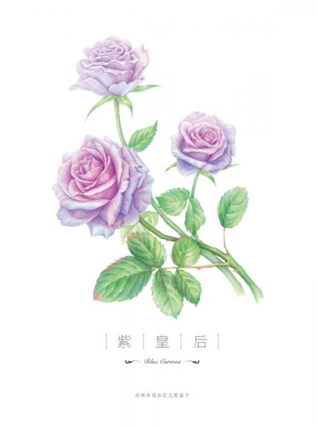 玫瑰绘 用色铅笔为爱表白