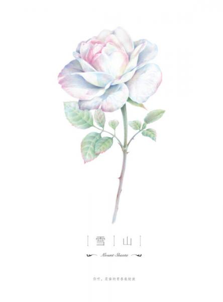 玫瑰绘 用色铅笔为爱表白