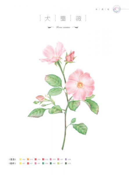 玫瑰绘 用色铅笔为爱表白