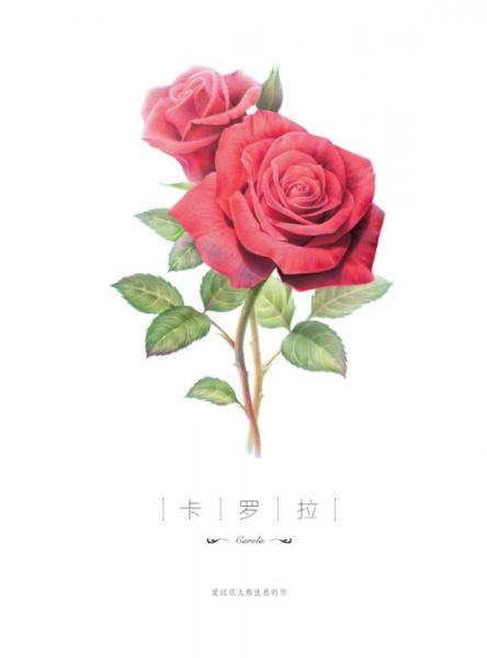 玫瑰绘 用色铅笔为爱表白