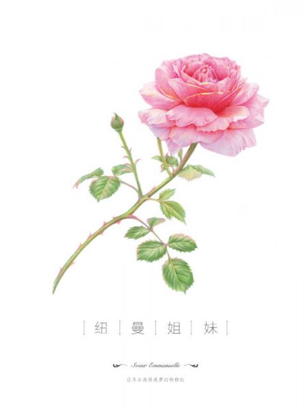 玫瑰绘 用色铅笔为爱表白