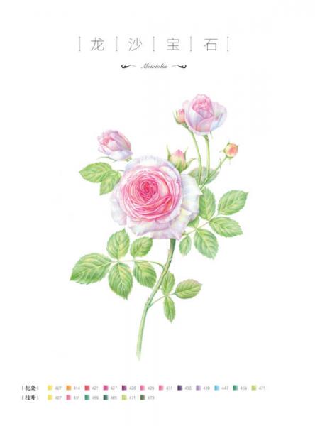 玫瑰绘 用色铅笔为爱表白