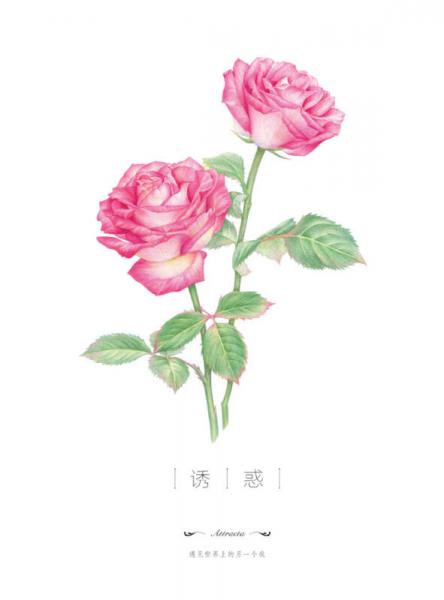 玫瑰绘 用色铅笔为爱表白