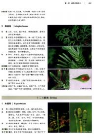 蕨类植物(走进大自然)