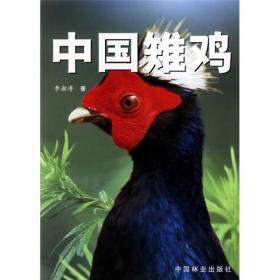 中国猛禽（中文）