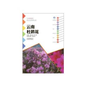 云南杜鹃花