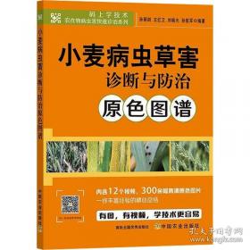 小麦栽培关键技术问答