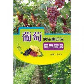 旱地鲜食葡萄高效栽培