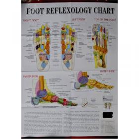 足部保健与解剖挂图