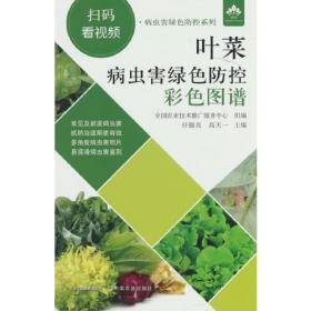 叶菜类蔬菜优质高产栽培技术